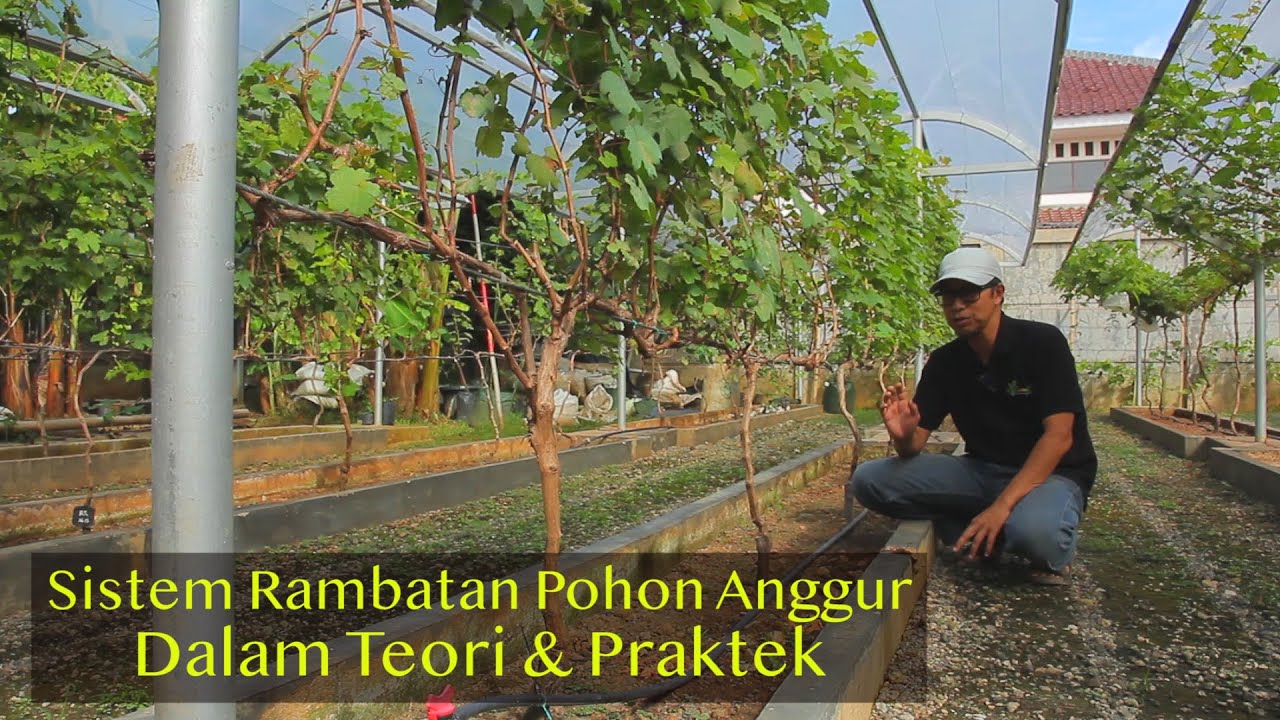 Sistem Rambatan Anggur. Kelebihan dan Kekurangannya. Sawarga Grapevine Bogor