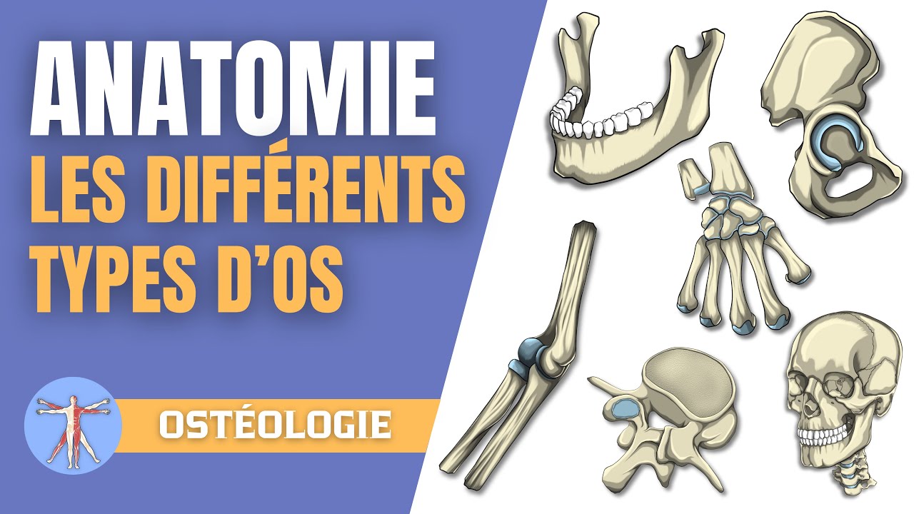 Anatomie du squelette | les types d'os