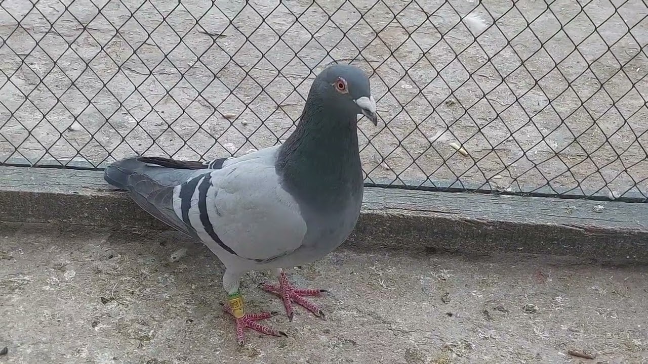Kabutar Baaz bhai ye video zaror dekhein | Mughal Pigeons
