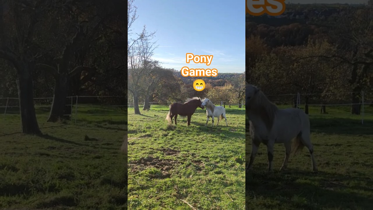 Pony Hengste - Spielerischer Start in den Herbstmorgen 🍁☀️ 