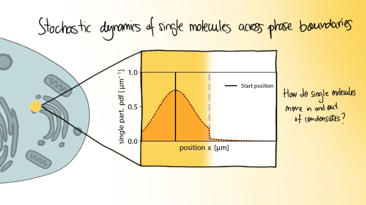How do single molecules move in and out of condensates?