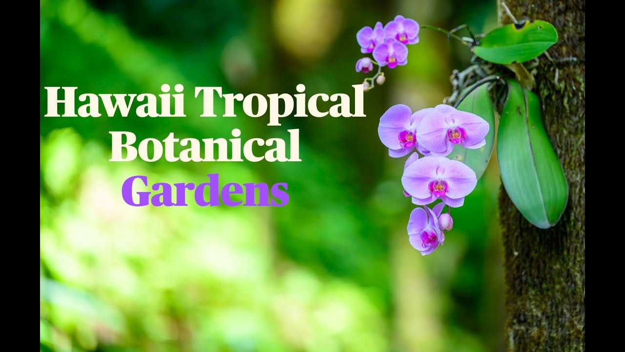 Hawaii Tropical Botanical Gardens - Hawaii Island