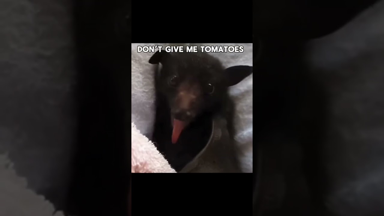 Bats are puppies with wings bru 😭 #cute #bat #fyp #shorts #banana