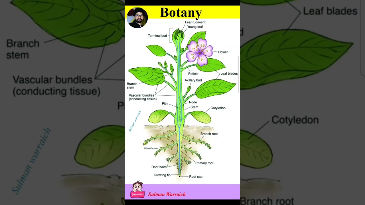 Parts of Plants| Different Parts of Plants| Parts of a Plant| Part of plants and Their Functions