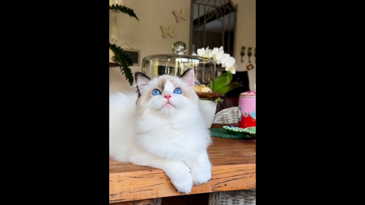 Morys - kociak rasy ragdoll