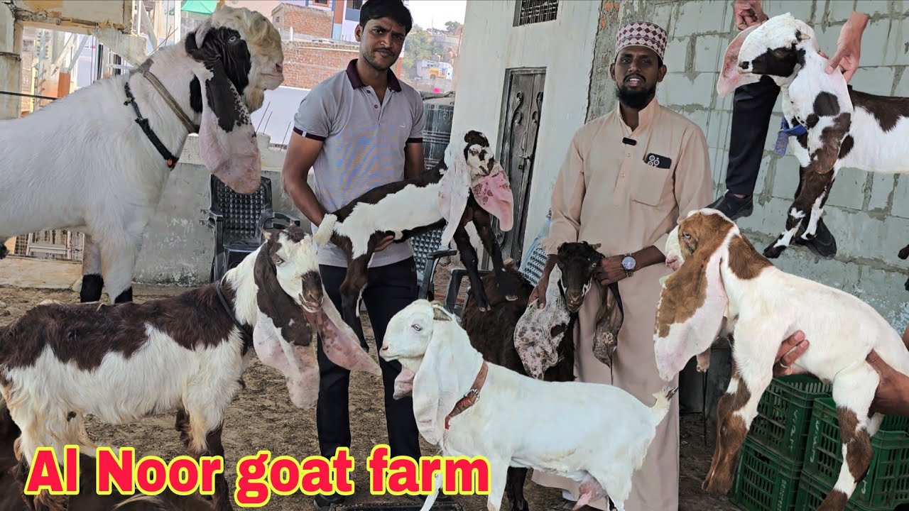 ( Al Noor goat farm ) Hyderabadi goat breedline quality female male in hyderabad 