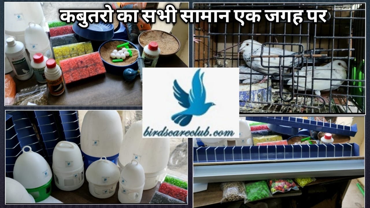 BIRDS CARE CLUB ! ENTIRE PIGEONS ACC AT ONE ROOF ! कबूतरों कि जरूरत का सभी सामान एक जगह ! 7428771874