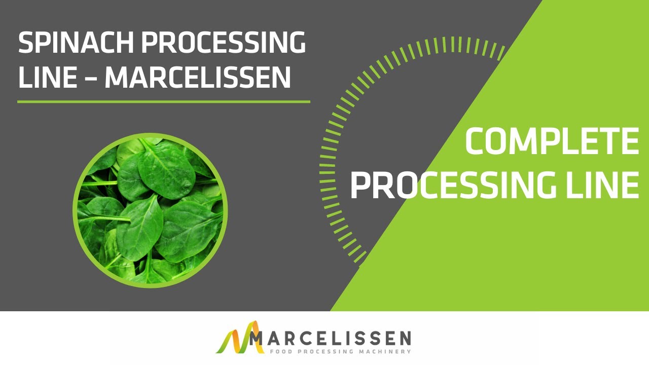 Spinach Processing Line – Marcelissen