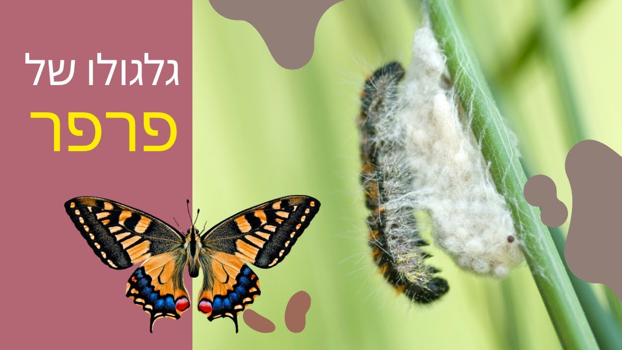 גלגולו של פרפר | זחל הופך לפרפר | מוזיקה קלאסית | באך | תוכנית חינוכית לכל הגילאים מתאים גם לילדים
