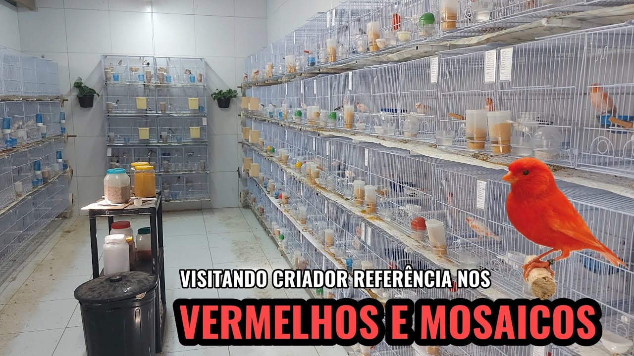 CRIADOR REFERÊNCIA EM VERMELHOS E MOSAICOS.