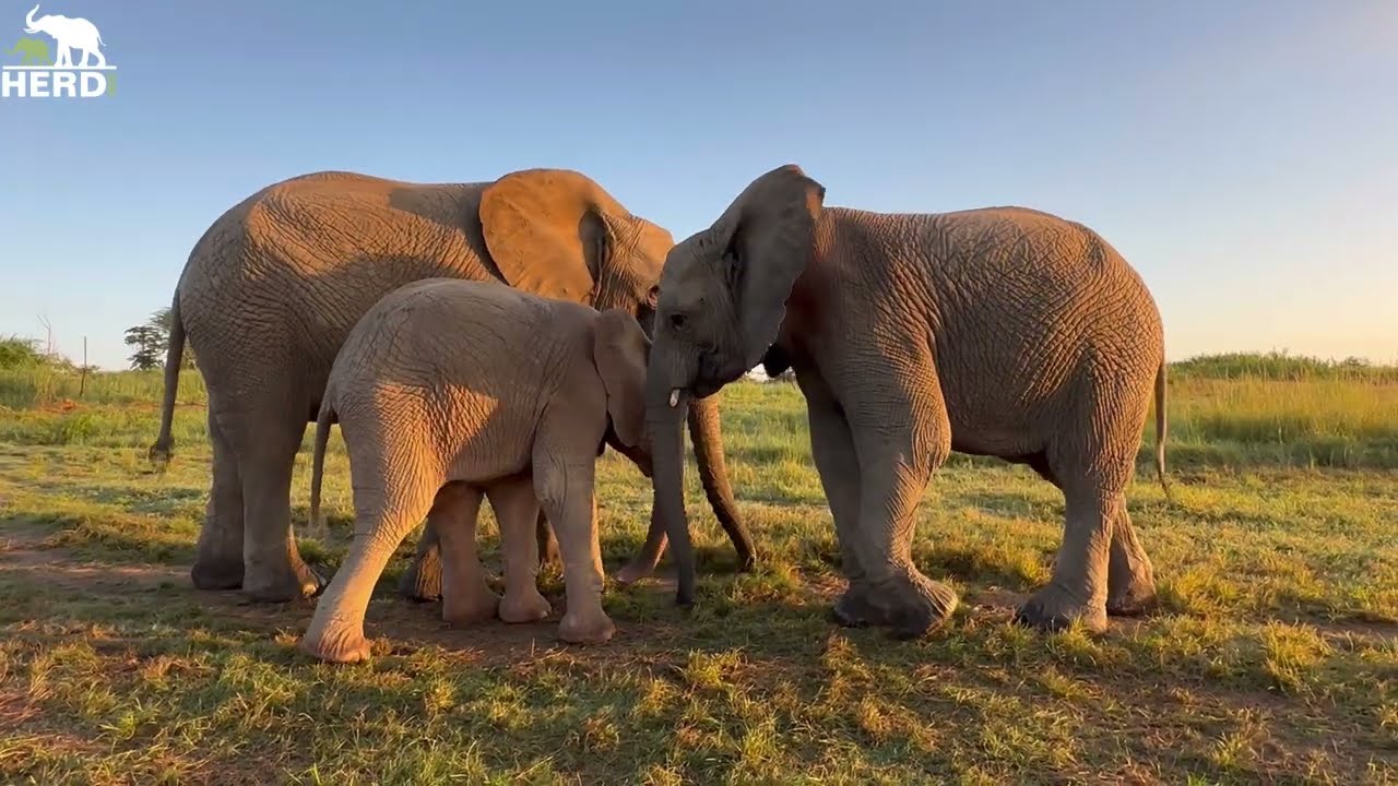 Pisa Tries to Steal Baby Elephant, Khanyisa’s Food & the Herd Go Walking!
