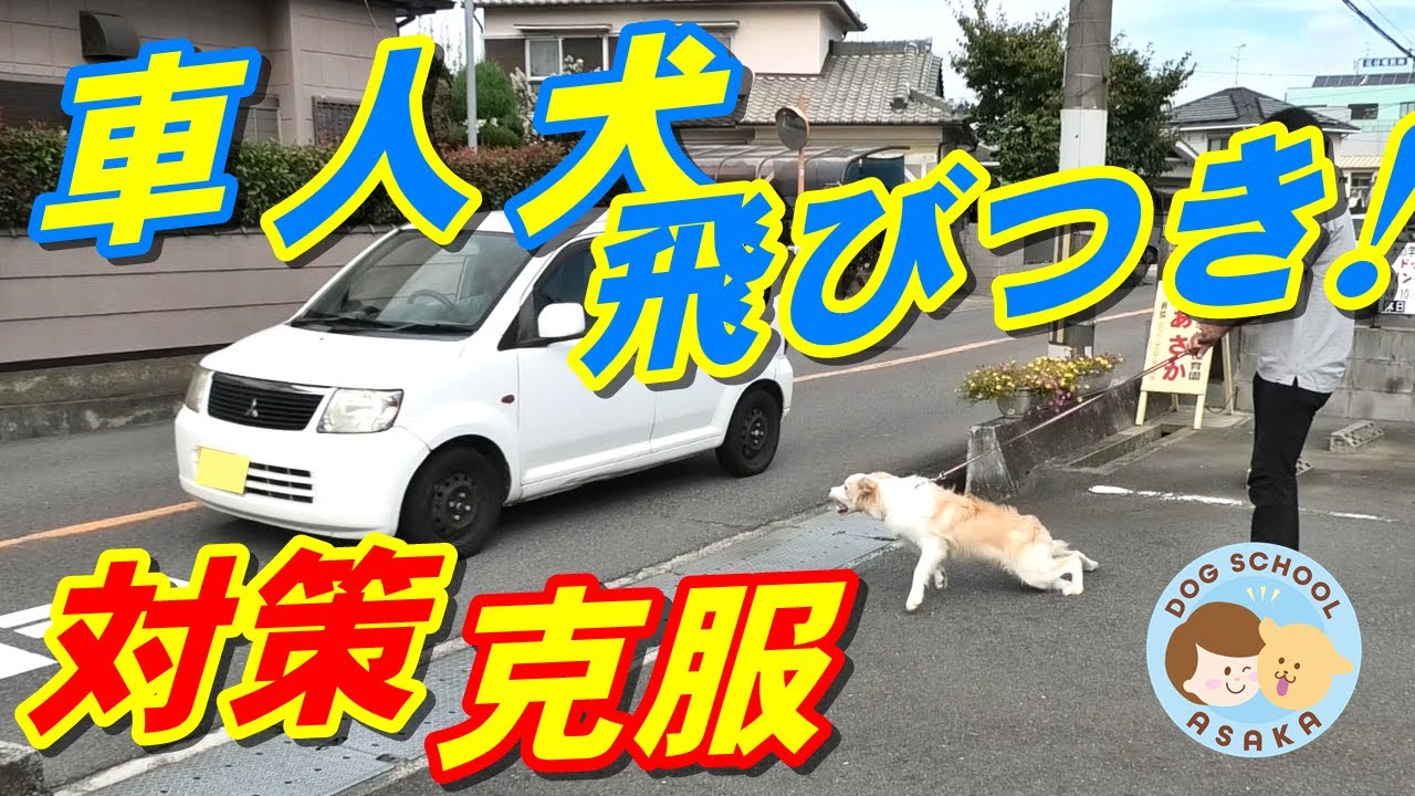 【大型犬】車・人・犬、飛びつき吠えを直す方法！！#大型犬#ボーダーコリー#犬のしつけ#ドッグトレーニング#問題行動#引っ張り癖#拾い食い