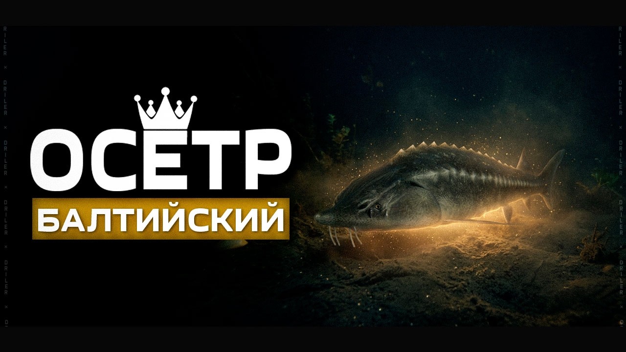 ВЫВАЖИВАНИЕ ТРОФЕЙНОГО ОСЁТРА БАЛТИЙСКОГО НА ЛАДОЖСКОМ АРХИПЕЛАГЕ