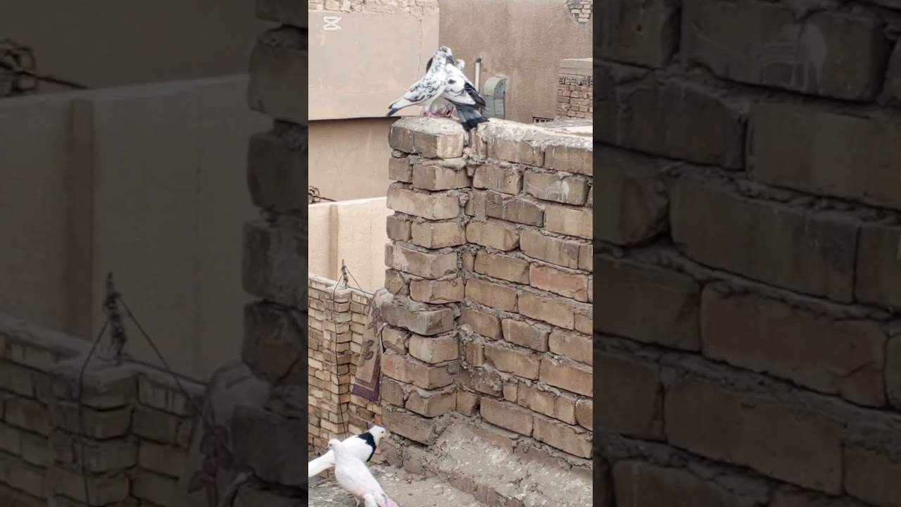 صيد يوم عنبر سره 