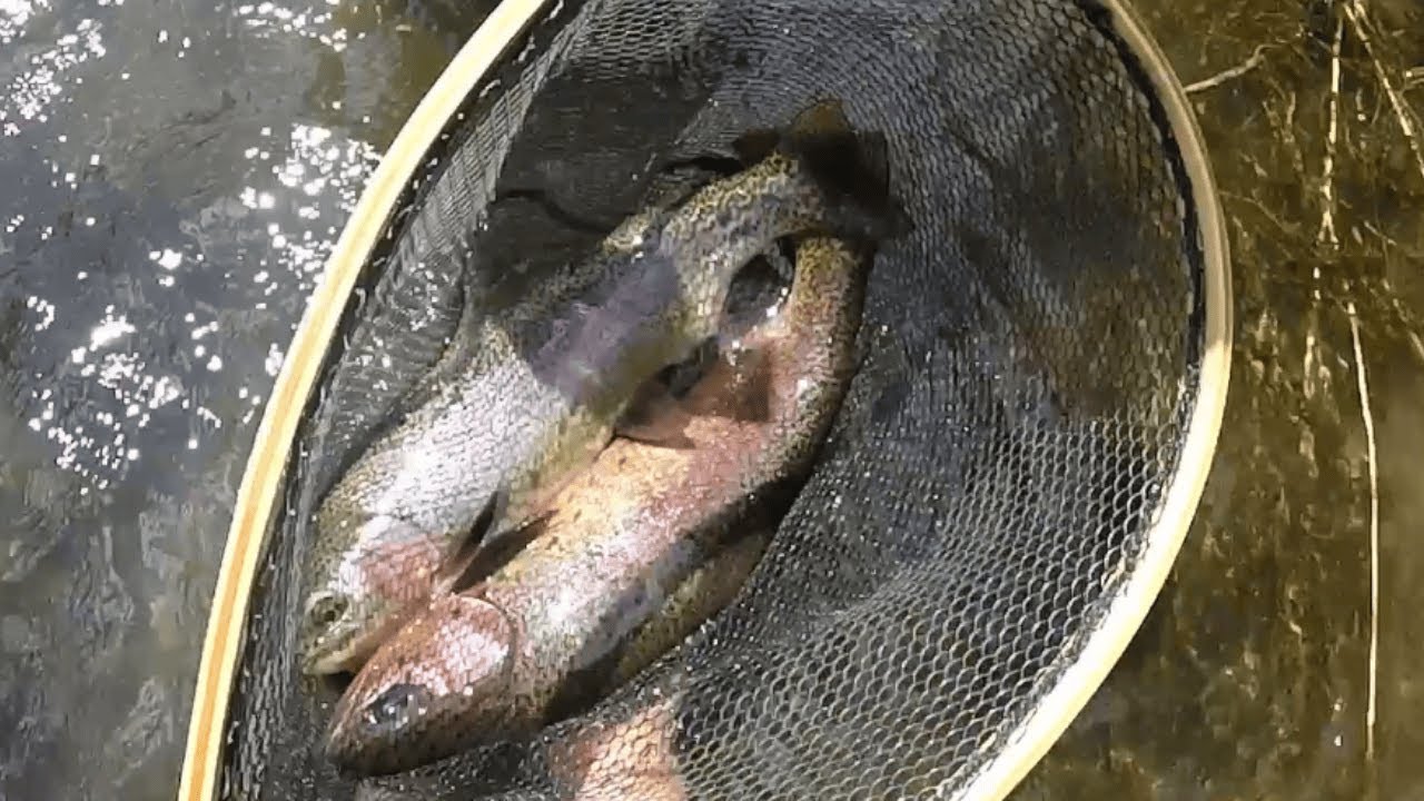 Fly Fishing the Deschutes River, Oregon