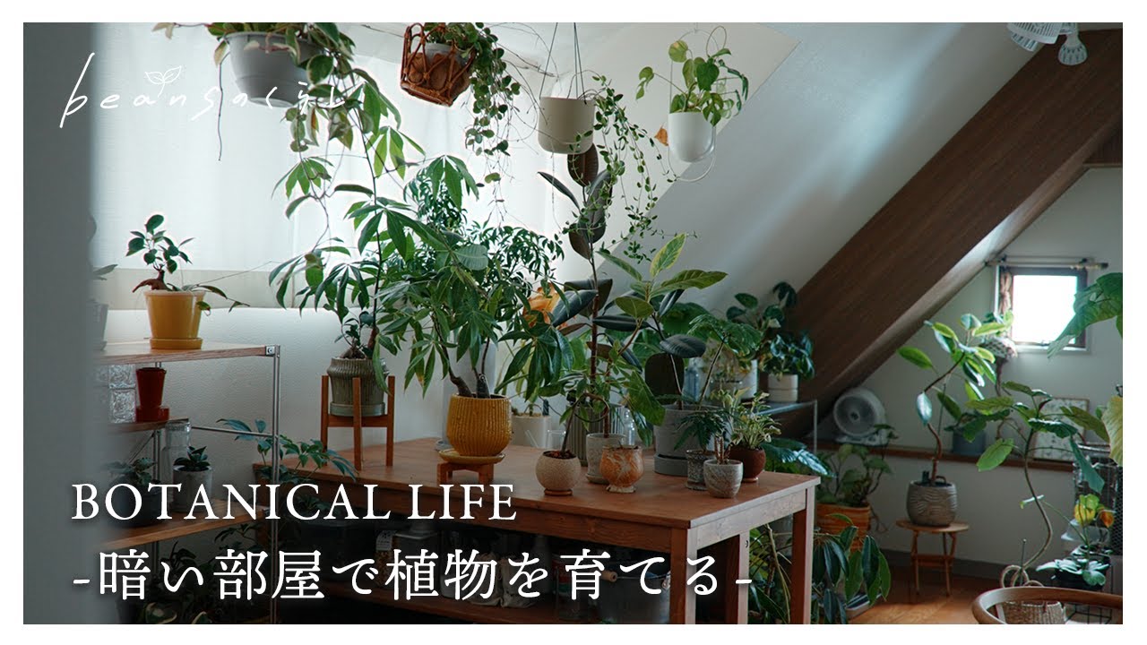 【観葉植物】暗い部屋で植物を育てるための秘訣