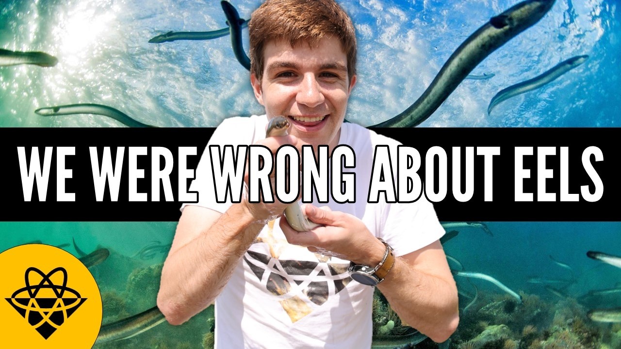 We don't know where eels come from