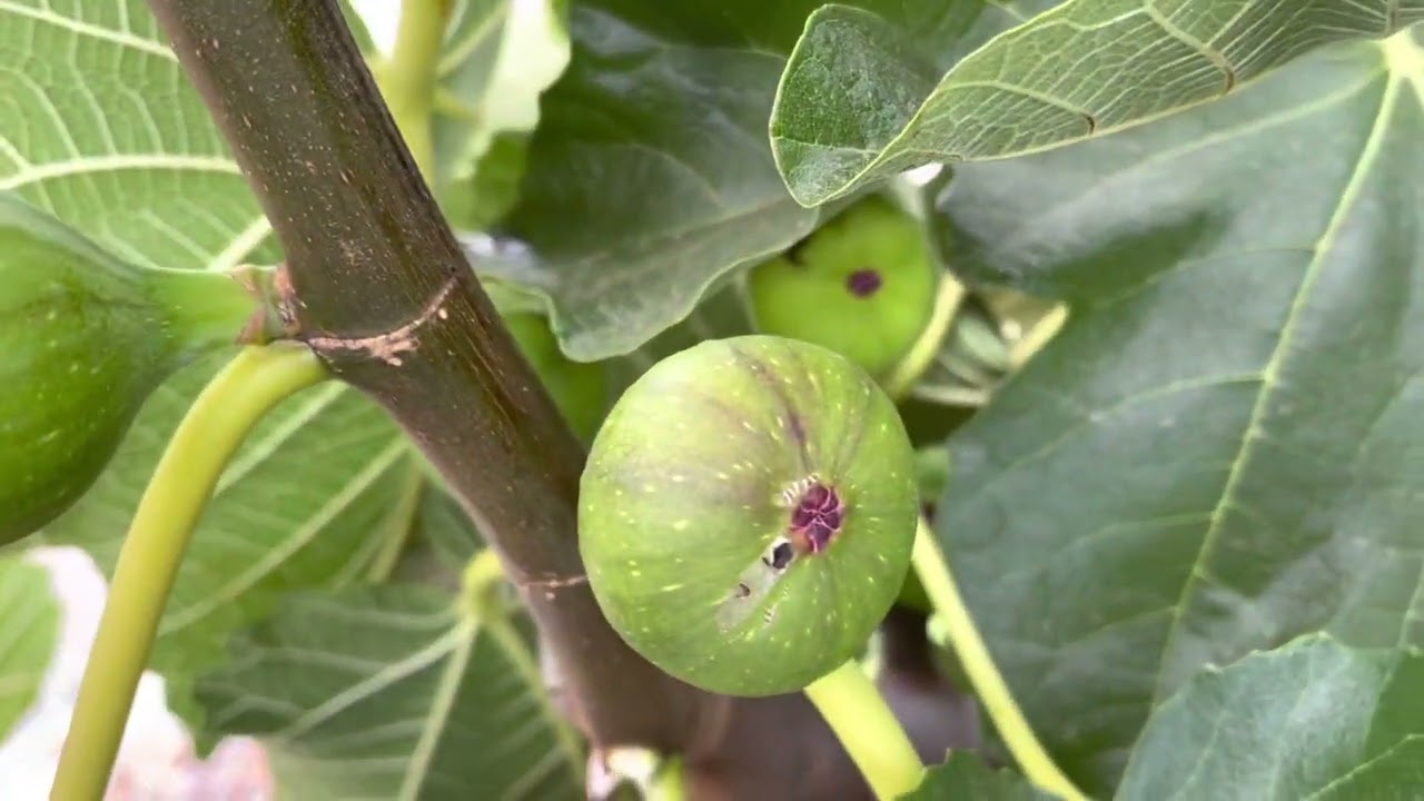 Black Fig Fly - Identifying Infested Figs