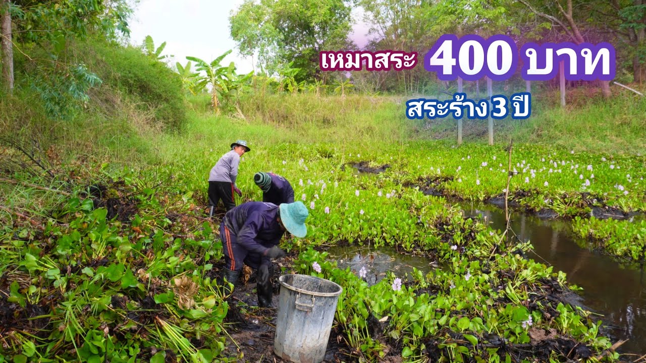 เหมาสระ 400 บาท สร้างร้าง เลี้ยงปลาเก่า 3 ปี มีลุ้นเเน่นอน / บ้านนอก EP.877