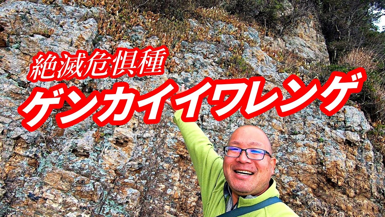 【ゲンカイイワレンゲ】福岡の海岸に咲く絶滅危惧Ⅱ類【2025年12月21日】