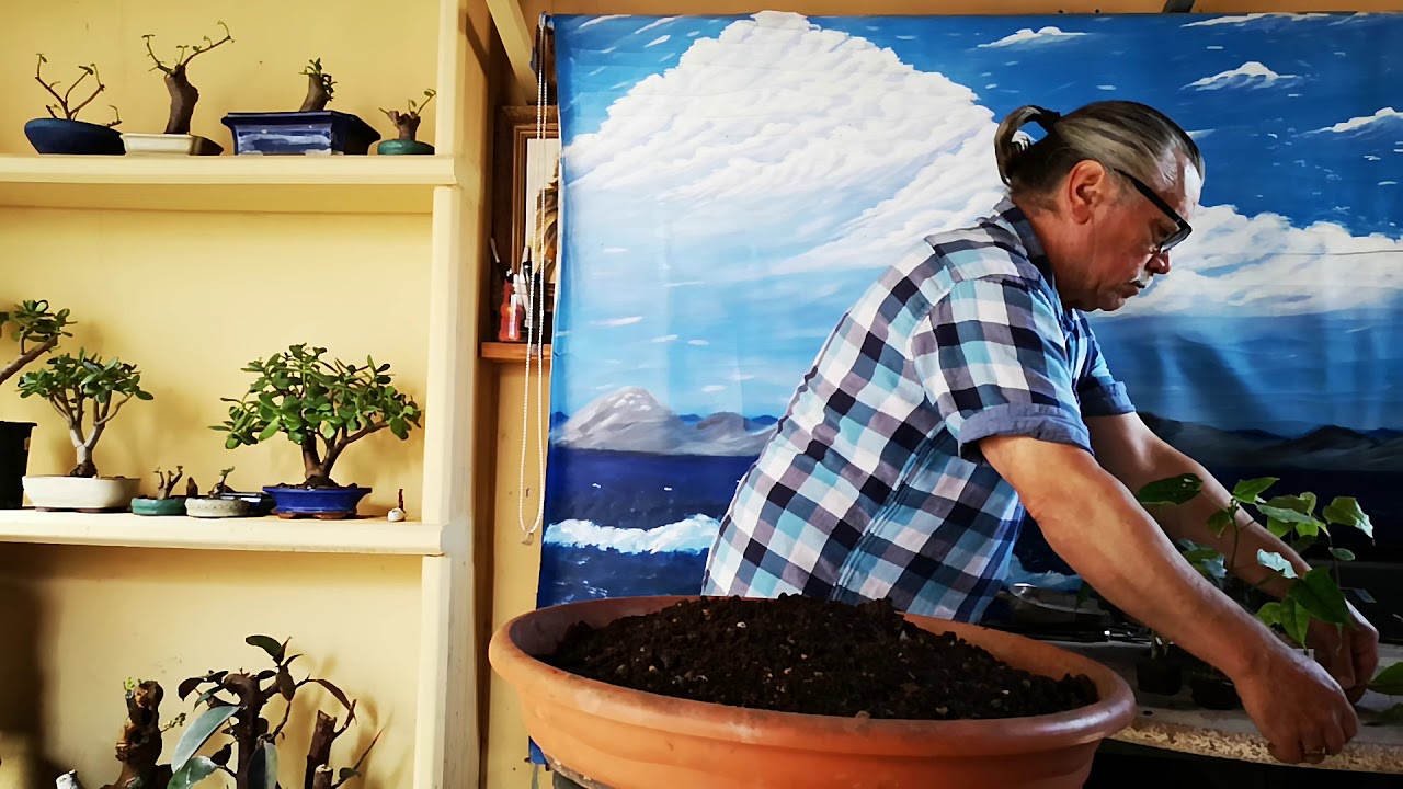 Trasplantes de braquiquito rojo de semillas jardín de bonsai de Antonio Ruiz