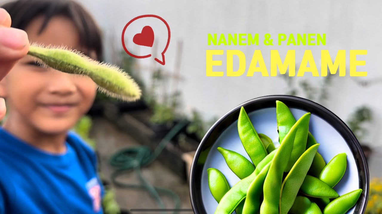 Little Kenzo Menanam dan Panen Edamame BERKEBUN SANGAT MENYENANGKAN