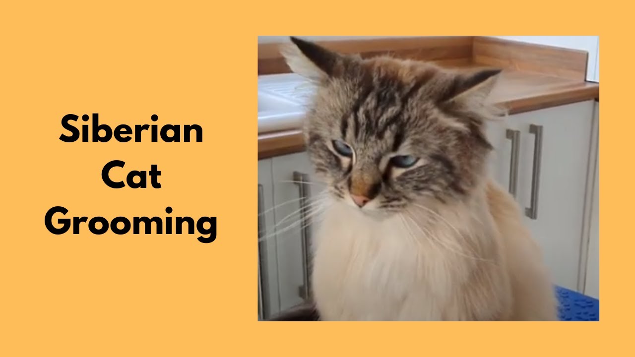 Siberian Cat Grooming