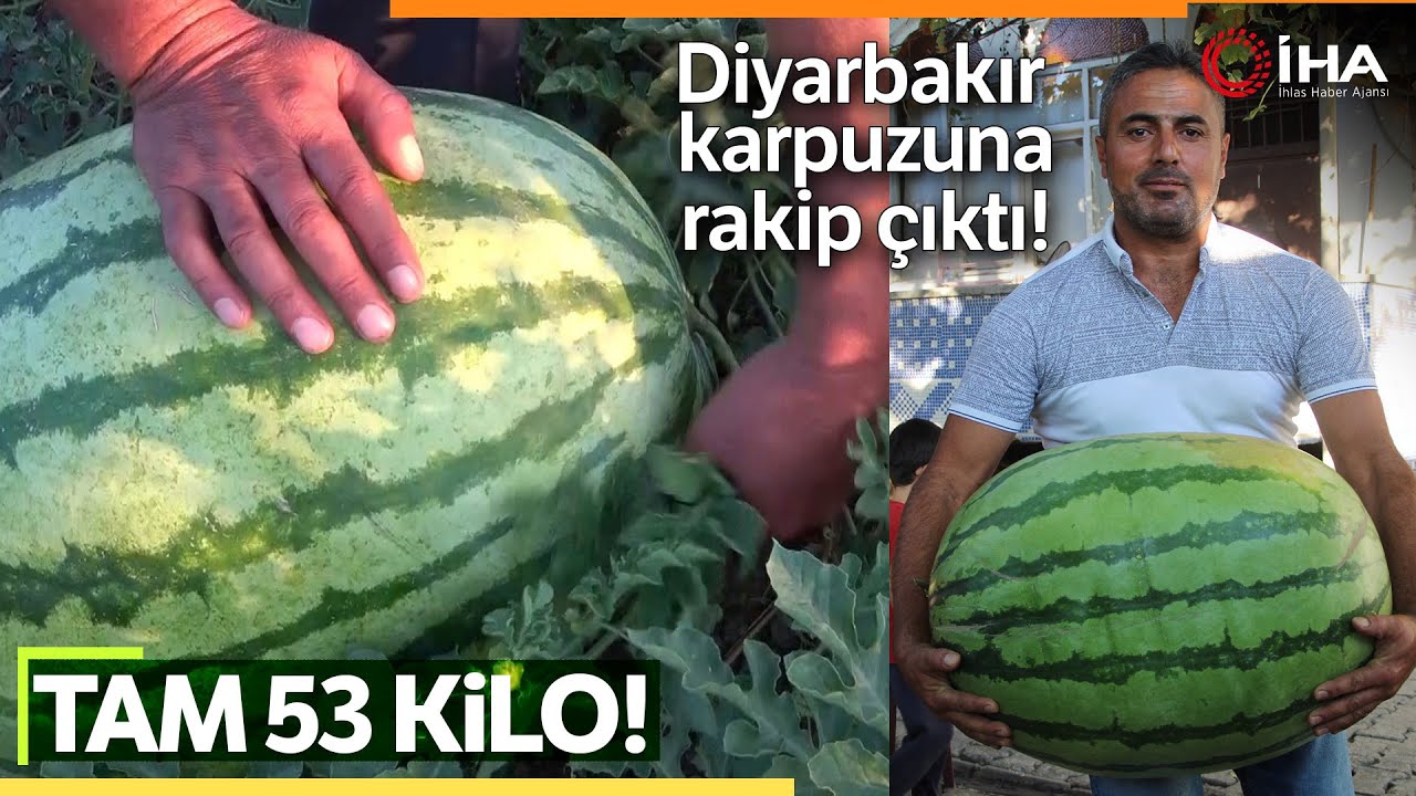Batmanlı Çiftçi Yetiştirdiği 53 Kilo 300 Gramlık Karpuzuyla Diyarbakır’a Rakip Oldu