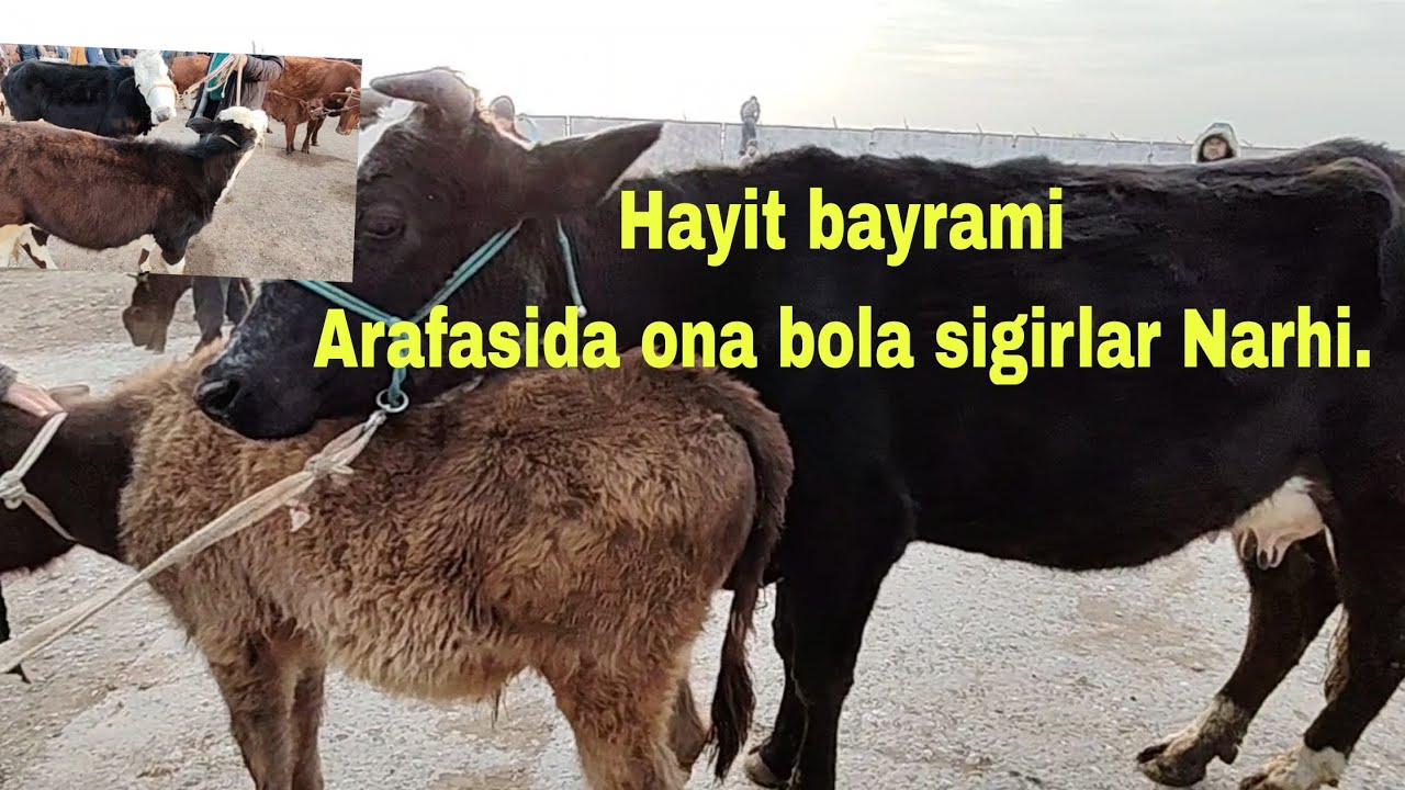 Jizzah v Pahtakor mol bozori 