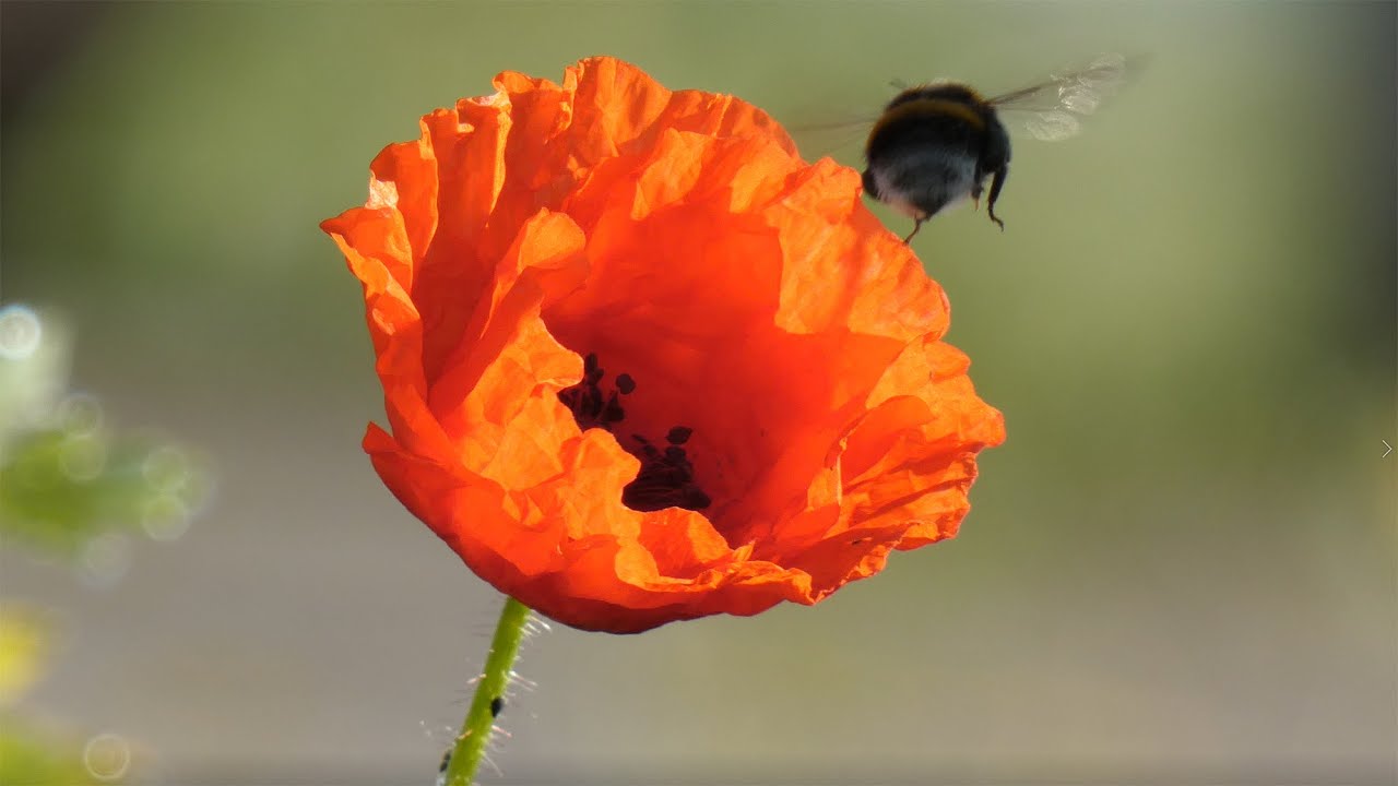 Natuur in de buurt