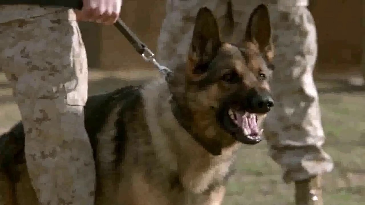 War dogs (Max & Megan Leavey) - Believer