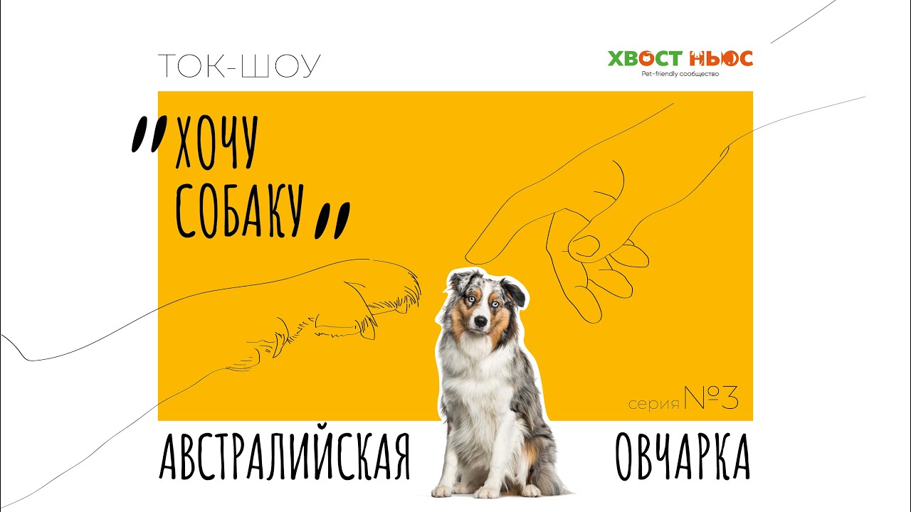 Ток-шоу «Хочу собаку» – Аусси. Что нужно знать, прежде чем завести австралийскую овчарку?