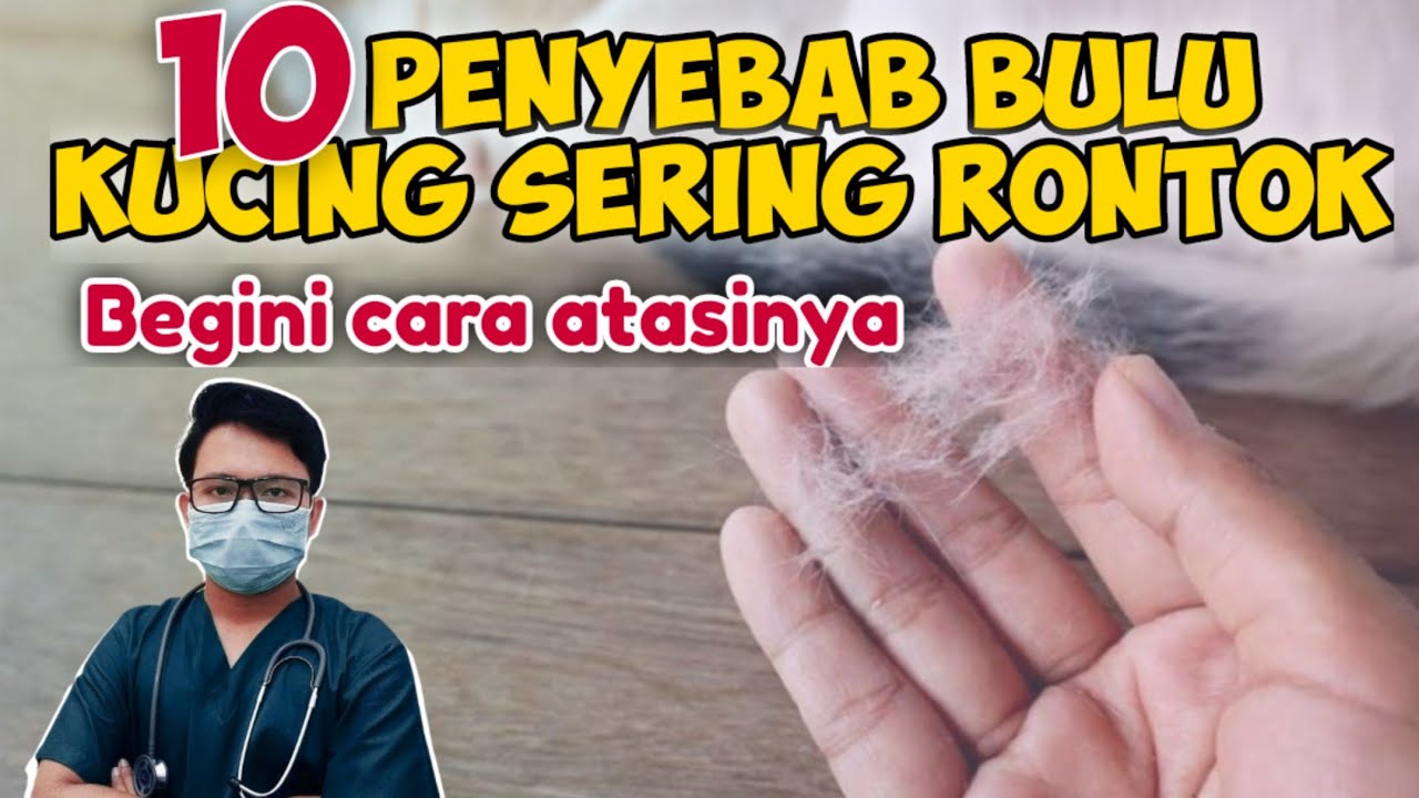 PENYEBAB BULU KUCING SERING RONTOK || drh Mirza Yusa || Dokter Hewan