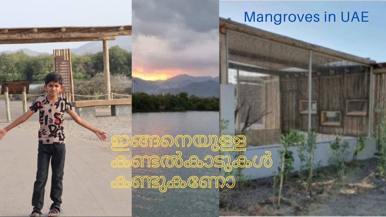 മരുഭൂമിയിൽ കണ്ടൽകാടുകളിലൂടെ \\ mangrove in uae // പല തരം പക്ഷികളും പ്രായംകൂടിയ മരങ്ങളും എല്ലാം കാണാം
