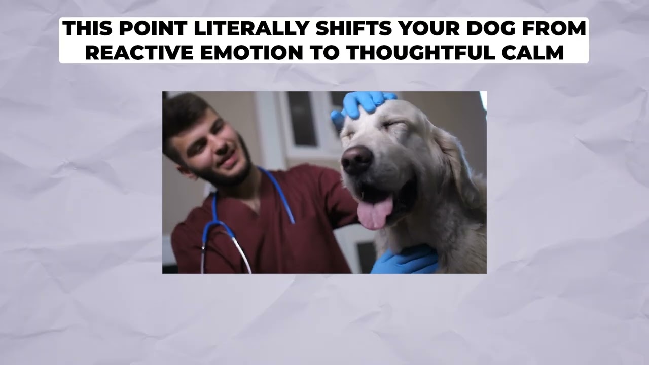 Psychology of a dog and the 8 things they love