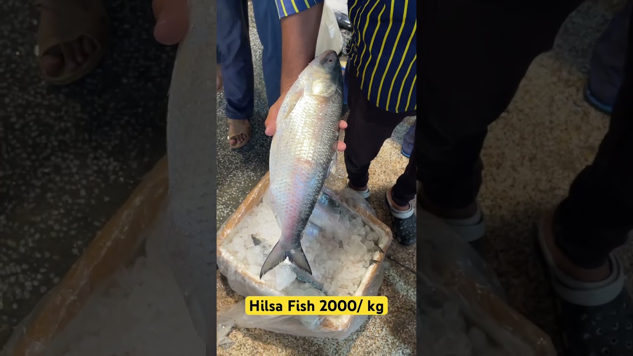 Hilsa Fish 2000 ru kg mila mujhe Ghazipur mandi me 😳