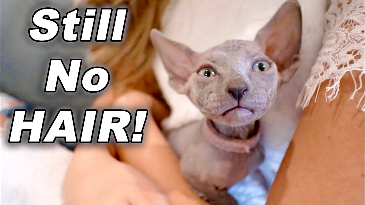 Baby Hairless Sphynx Kittens Turn 5!