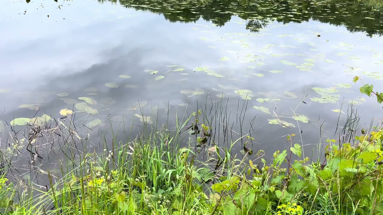 🏞️Pristine🌍…⚖️Copyright©️2026 Sand Castle Cartomancy. All Rights Reserved. #nature #art #swamp #h2o