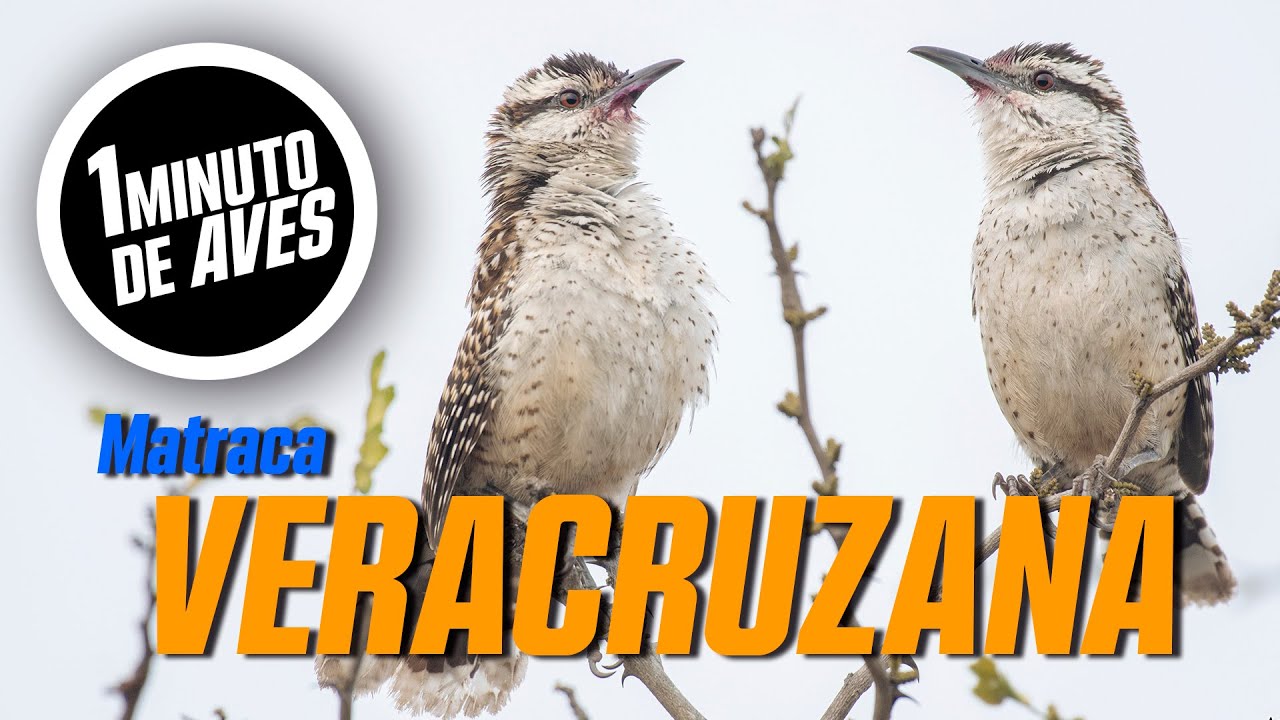 La NUEVA ave endémica de México | #Unminutodeaves No. 202
