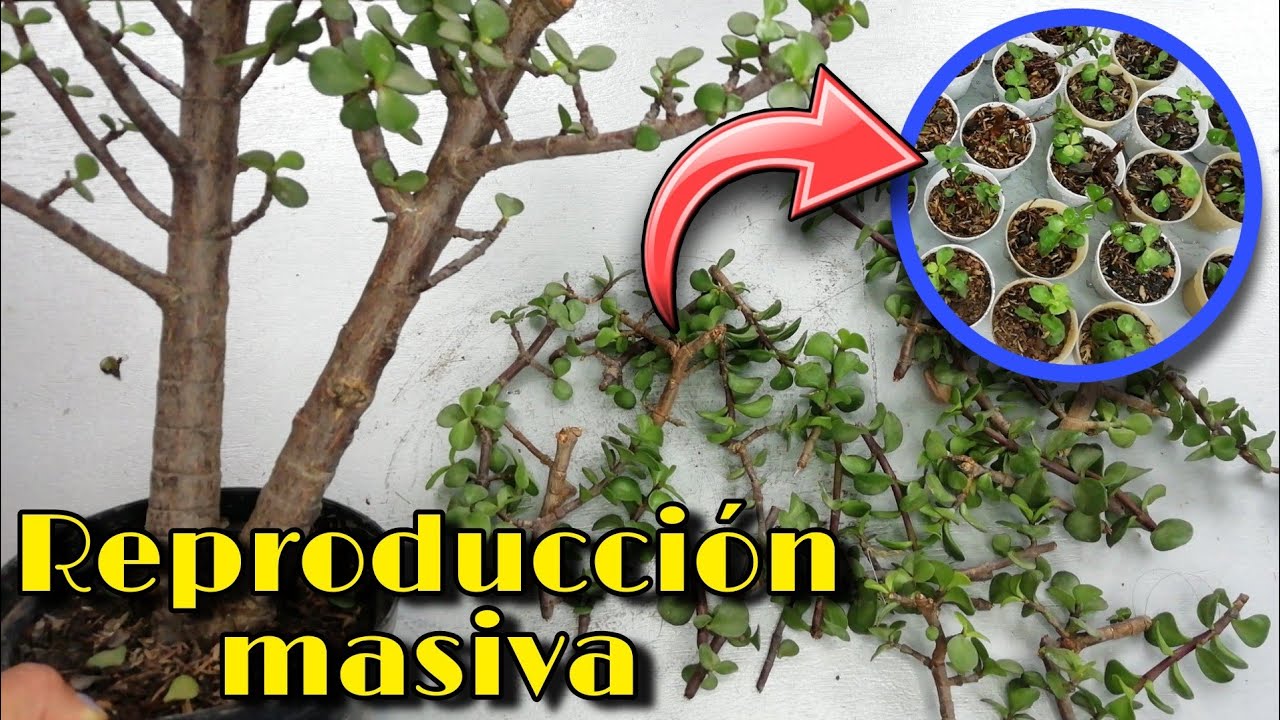 REPRODUZCO PORTULICARIA AFRA POR ESQUEJE (árbol de la abundancia) 🌱 | Jardines by Angie