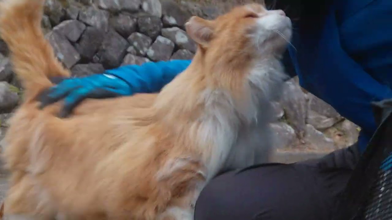 呼ぶと出てきて降りてきてくれたニャンチュウ❗トンネル成功⤴️落ち葉🍂沢山付いてますよ(笑)❗ゴシゴシ⤴️急にキレだし噛み噛み😱本気噛みなので痛いBIGMAMA(笑)❗石垣の上で朝ご飯何だニャン♥️