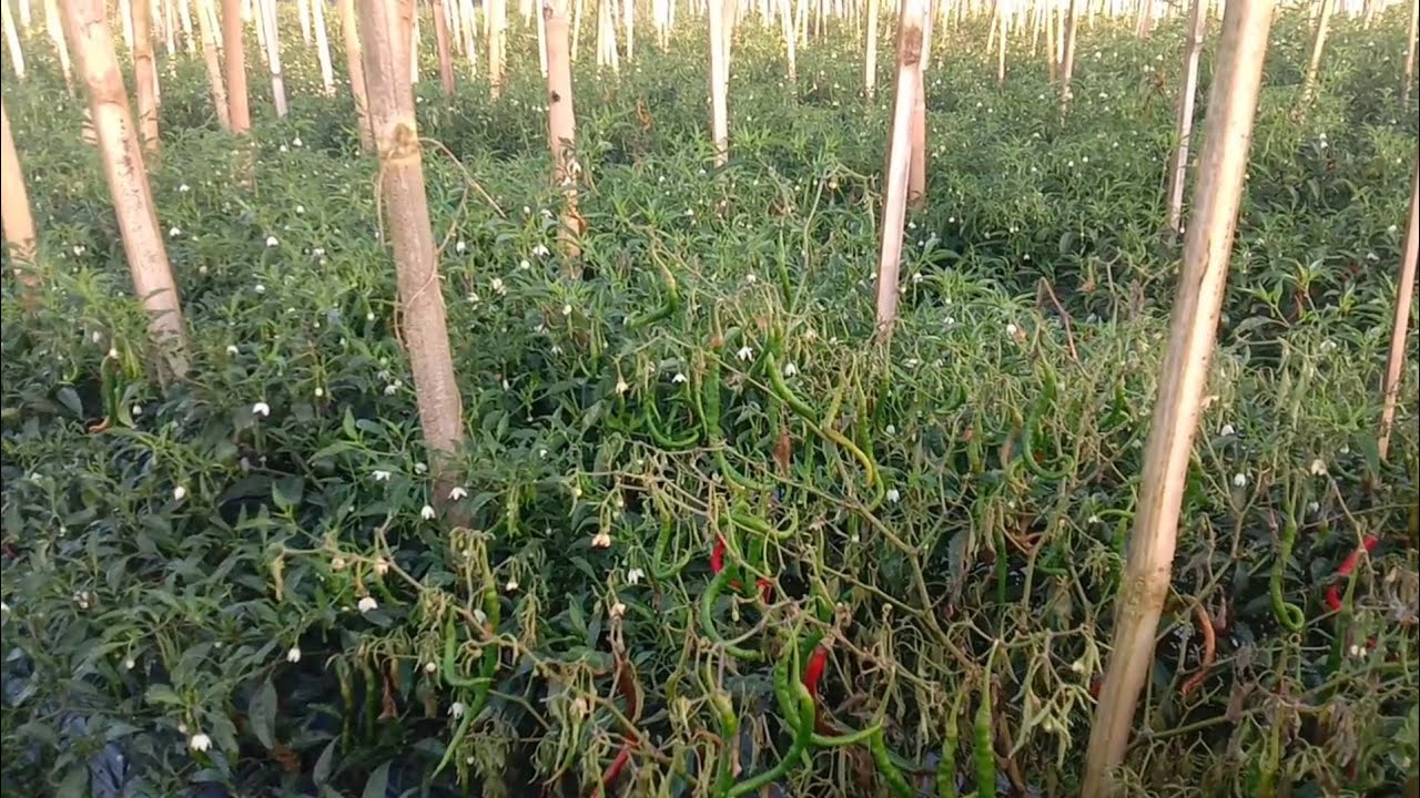 Inilah Cara Yang Benar Mengobati Layu Fusarium Layu Bakteri Dan Busuk Batang