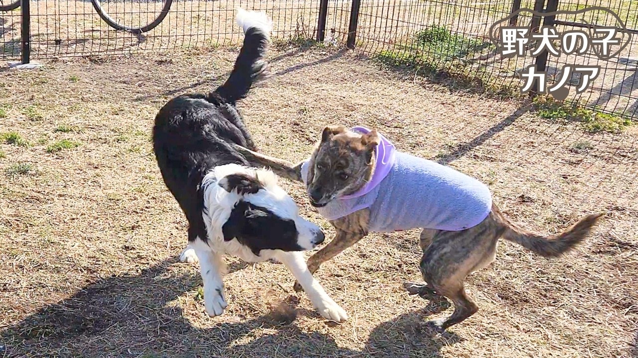 ビビりな元野犬と久しぶりのドッグランへ行って来ました  #元野犬 #元保護犬 #野犬の子 #保護犬 #ドッグラン #犬連れ旅行 #車中泊