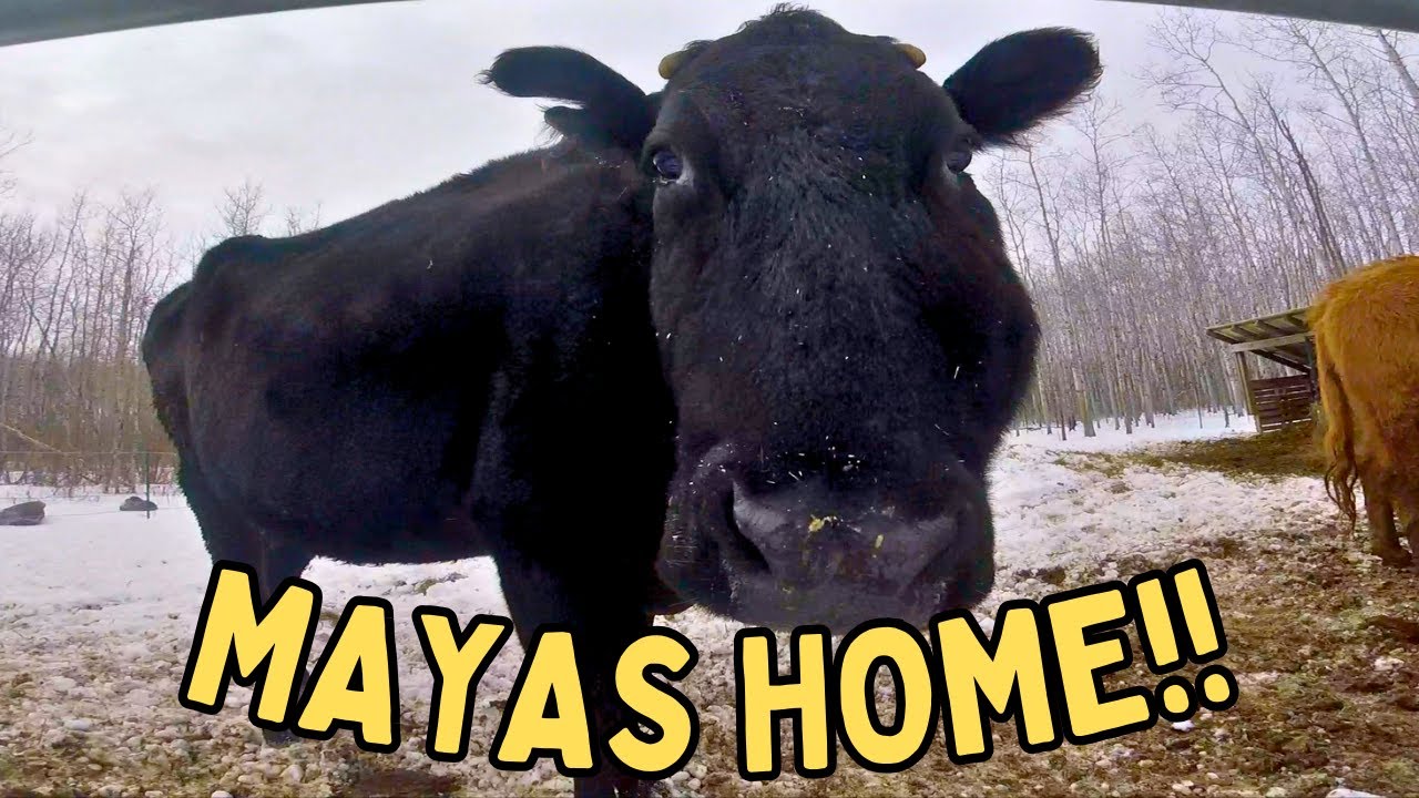 Farm POV: Time To Feast! Happy Farm Animals