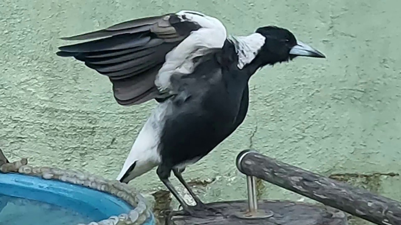 Mum and Dad Australian magpies come for bales and visit the birdbath