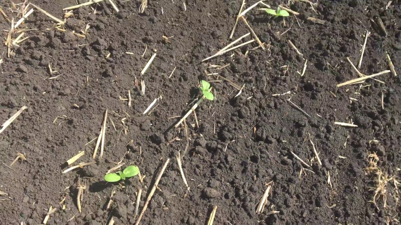Всходы Syngenta Neoma и Alta seeds 158