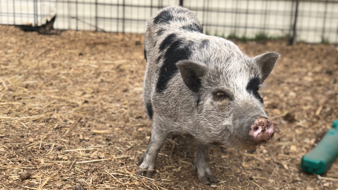 5 facts about hogs🐖