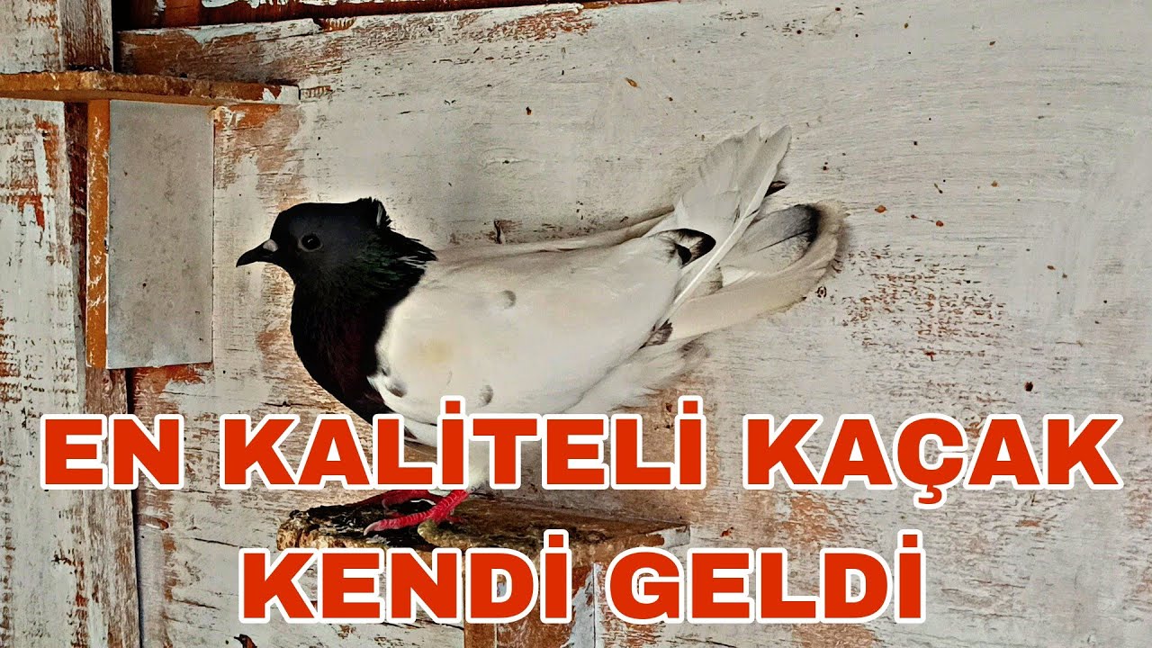 İRAN YÜKSEK UCUCU KAÇAK KÜMESİN TELİNDE GÖRDÜM