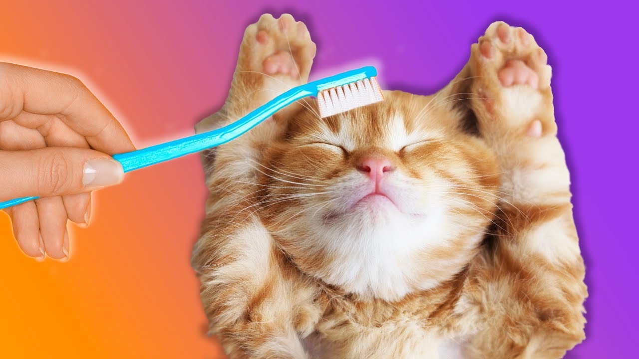 12 HACKS FOR YOUR FLUFFY FRIEND