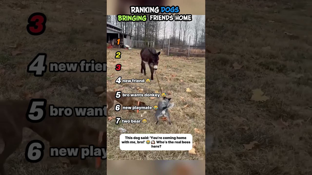 Ranking Dogs Bringing New Friends at Home